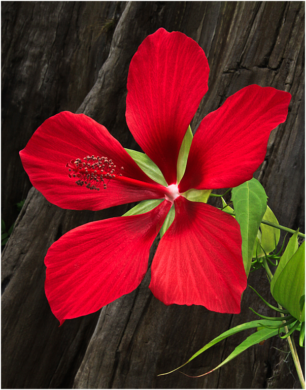 Duke Farms 3191 Scarlet Hibiscus P O'Malley